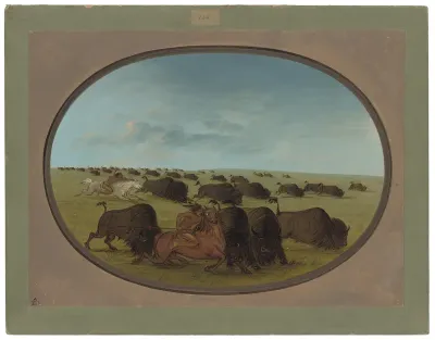 Buffalo Chase, with Accidents