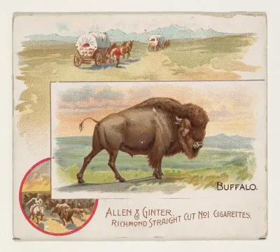 Buffalo, from Quadrupeds series (N41) for Allen & Ginter Cigarettes