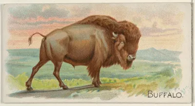Buffalo, from the Quadrupeds series (N21) for Allen & Ginter Cigarettes