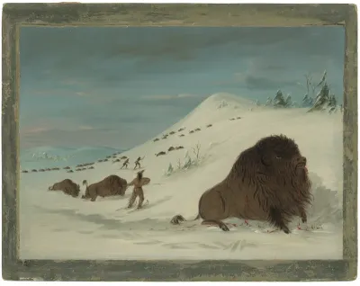 Buffalo Lancing in the Snow Drifts