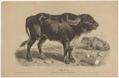 Buffel