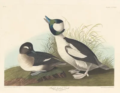 Buffel-headed Duck