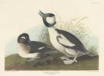 Buffel headed Duck