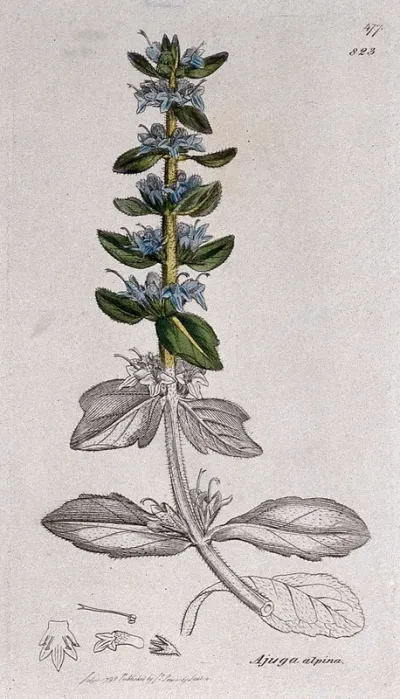 Bugle (Ajuga alpina): flowering stem and floral segments