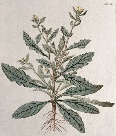 Bugloss (Anchusa sp.): flowering and fruiting stem