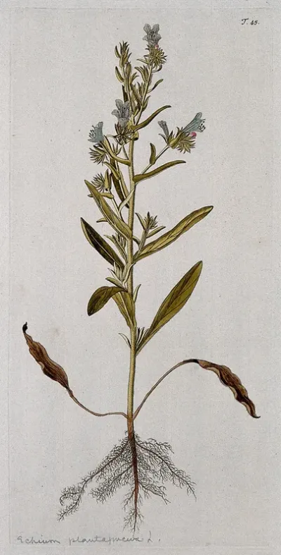 Bugloss (Echium lycopsis L.): entire flowering plant