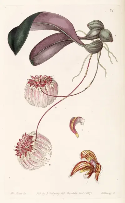 Bulbophyllum Auratum (as syn. Cirrhopetalum Auratum)