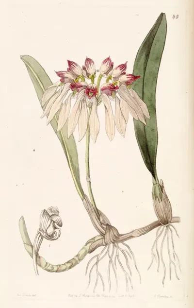 Bulbophyllum chinense