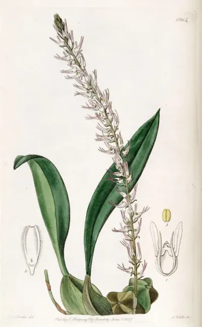 Bulbophyllum cocoinum