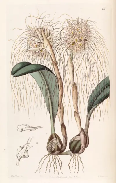 Bulbophyllum medusae