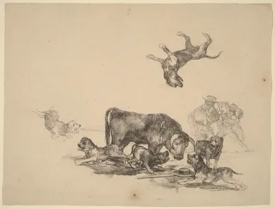 Bull Attacked by Dogs