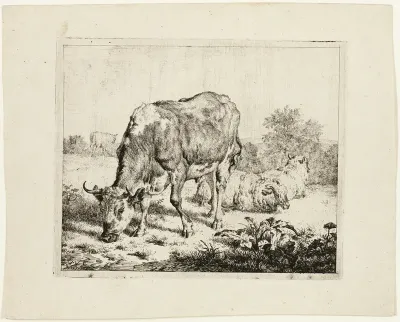 Bull Grazing and Three Sheep