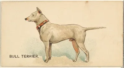 Bull Terrier, from the Dogs of the World series for Old Judge Cigarettes