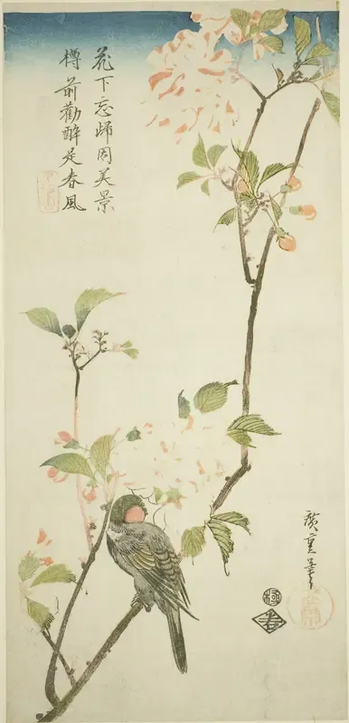 Bullfinch on aronia branch