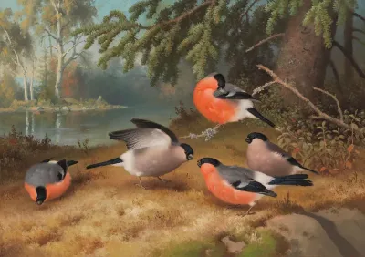 Bullfinches
