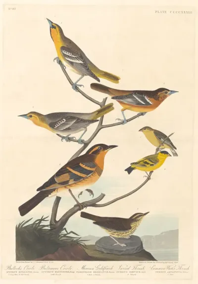 Bullock's Oriole, Baltimore Oriole, Mexican Goldfinch and Varied Thrush