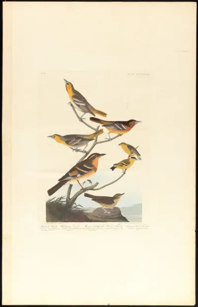Bullock's Oriole, Baltimore Oriole, Mexican Goldfinch and Varied Thrush