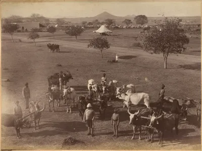 Bullocks of Elephant Battery, Jhansi