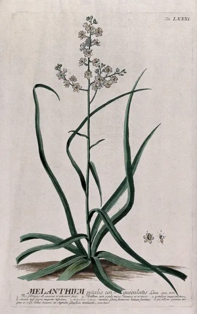 Bunchflower (Melanthium virginicum L.): flowering stem with separate floral segments