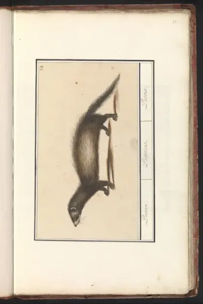 Bunzing (Mustela putorius)