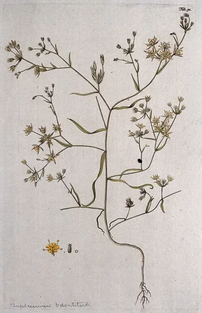 Bupleurum odontites L.: entire flowering plant with separate floral segments