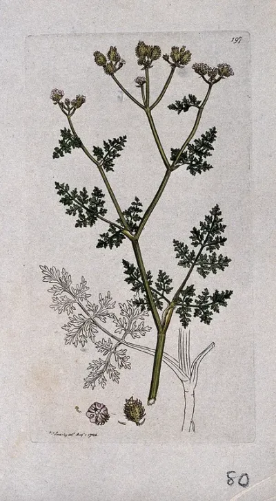 Bur parsely (Caucalis daucoides): flowering stem leaves and floral segments