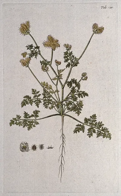 Bur parsley (Caucalis sp.): entire flowering and fruiting plant with separate flower and fruit