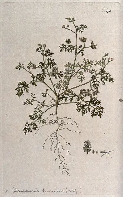 Bur parsley (Caucalis sp.): entire flowering and fruiting plant with separate flower, fruit and seed