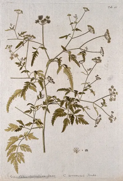 Bur parsley (Caucalis sp.): flowering and fruiting stem with separate flower and fruit