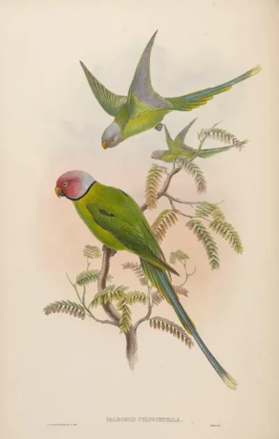 Burmese Parrakeet