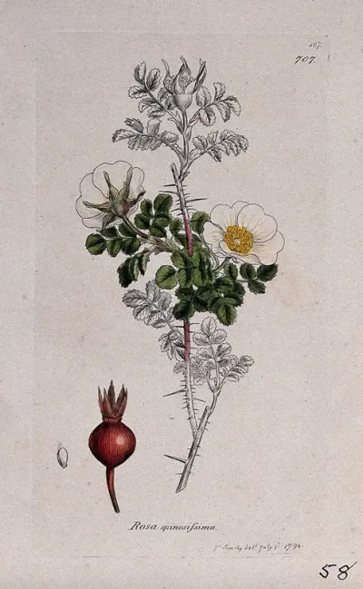 Burnet rose (Rosa spinosissima): flowering stem, fruit and seed