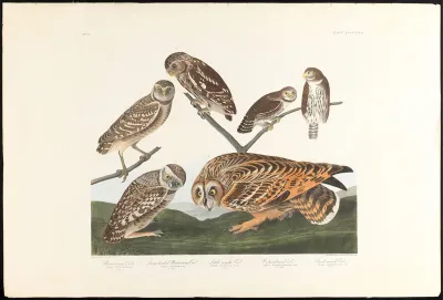 Burrowing Owl, Large Headed Burrowing Owl and Little Night Owl