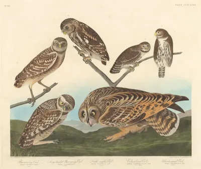 Burrowing Owl, Large-Headed Burrowing Owl andLittle Night Owl