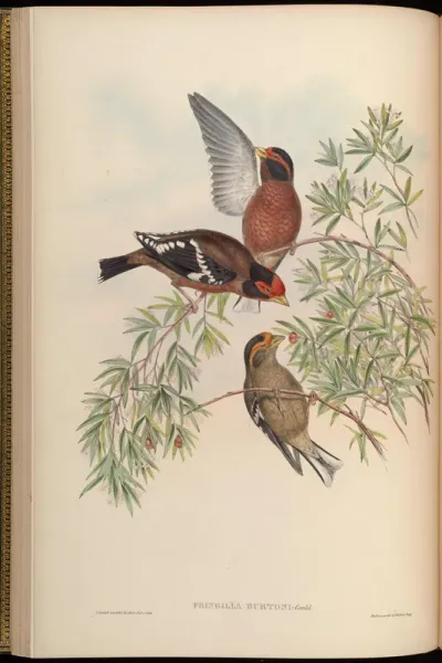 Burton's Grosbeak