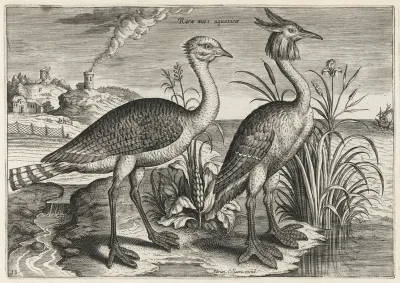 Bustard and Great Crested Grebe
