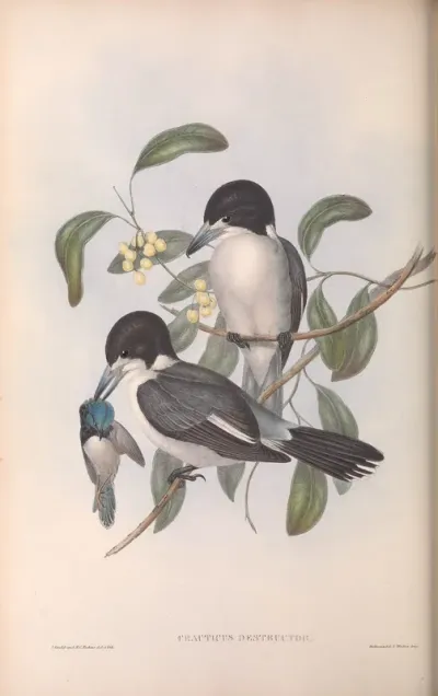 Butcher-Bird