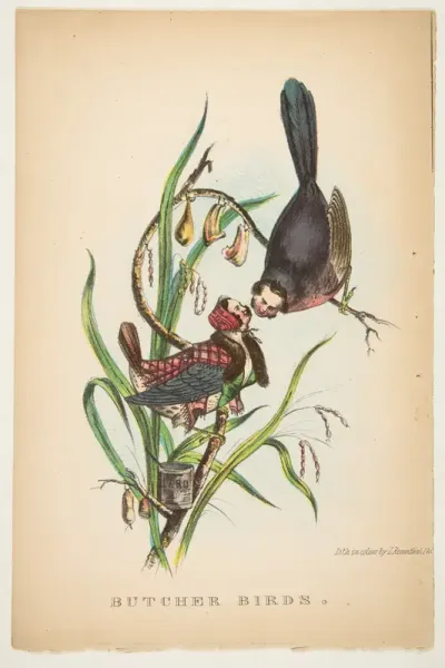 Butcher Birds, from "The Comic Natural History of the Human Race"