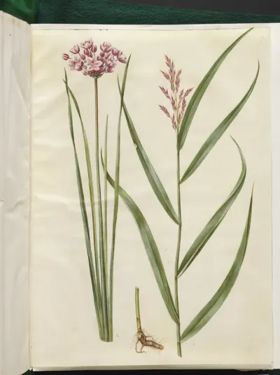 Butomus umbellatus (brudelys); Phragmites australis (almindelig tagrør)