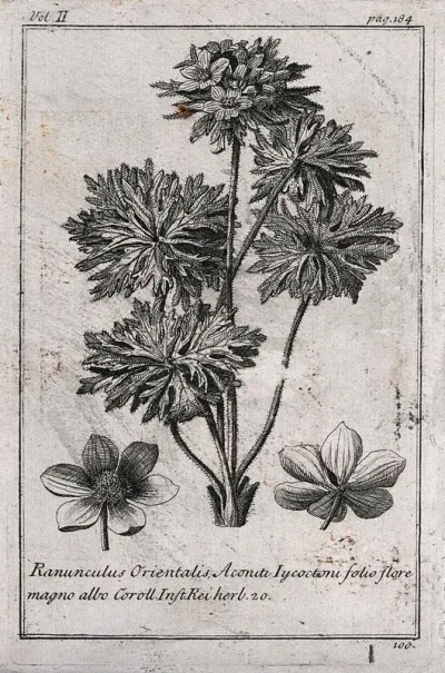Buttercup (Ranunculus grandiflorus): flowering stem and flowers