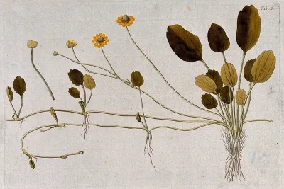 Buttercup (Ranunculus sp.): flowering and stoloniferous stem with separate fruit and seed
