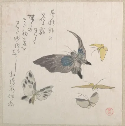 Butterflies