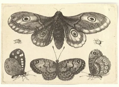 Butterflies, Beetles, and a Moth (Insects)