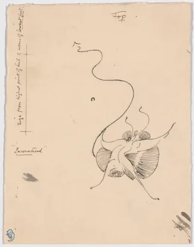 Butterfly "Encountered" (recto); Sketch for Tailpiece (verso)