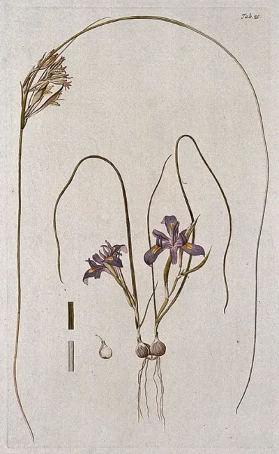 Butterfly iris (Moraea sp.): entire flowering plant with separate fruiting stem and sections of leaf and bulb