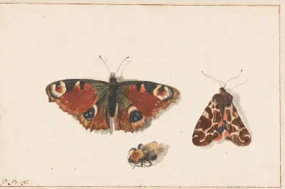 Butterfly, Moth and Bumblebee