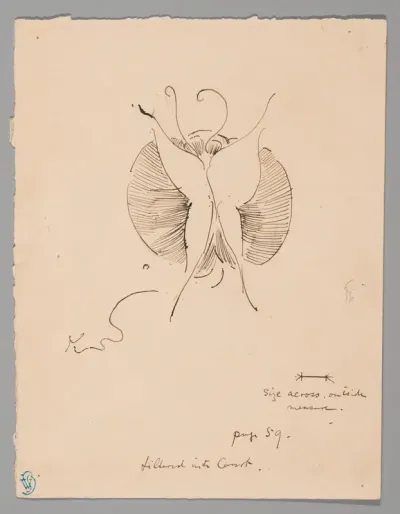 Butterfly (recto); Fragment of Butterfly (verso)