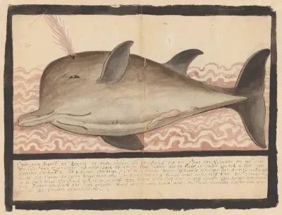 Buttlenose whale (Hyperoodon rostratus)