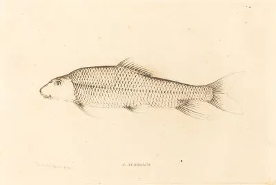 C. Aureolus