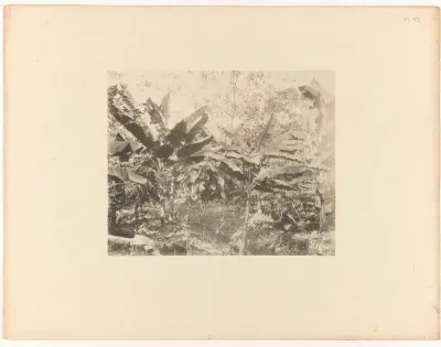 Cacaobomen, Suriname