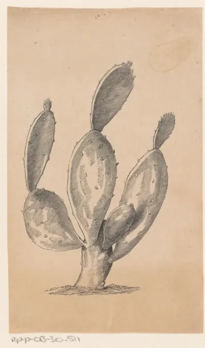 Cactus